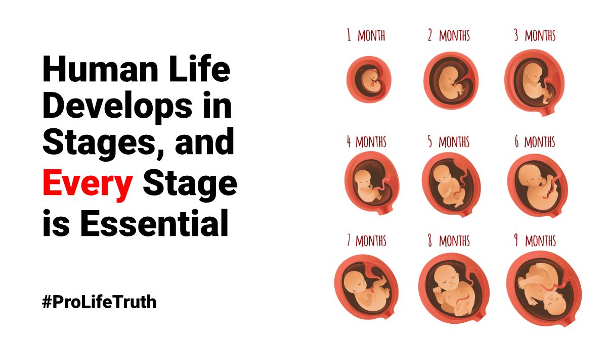 Human Life Develops in Stages, and Every Stage is Essential